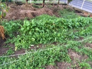 鈴木健一_201512_01